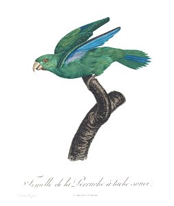 Levaillant Parrot 59