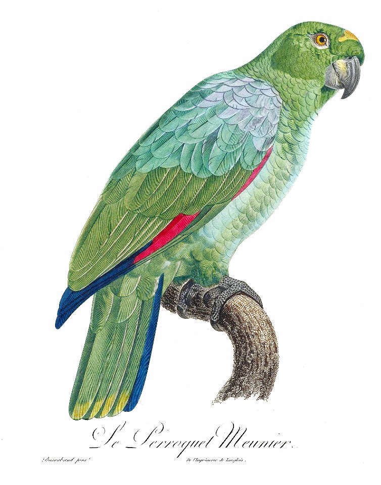 Levaillant Parrot 92
