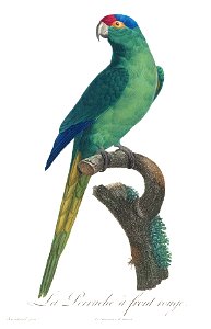 Levaillant Parrot 40