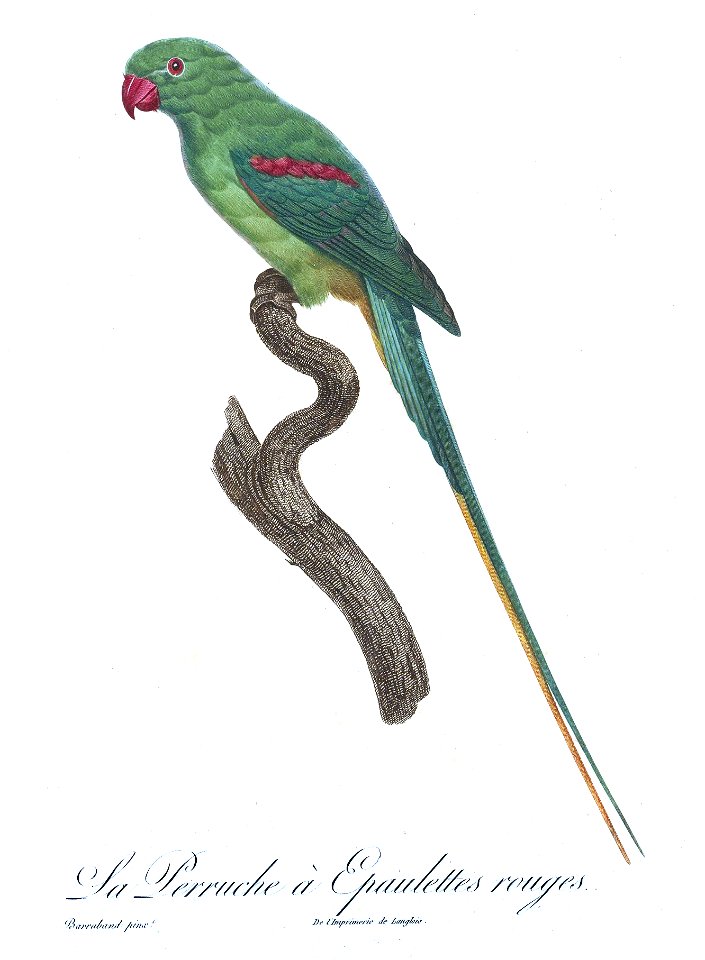 Levaillant Parrot 73