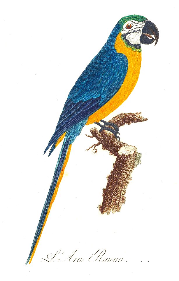 Levaillant Parrot 3