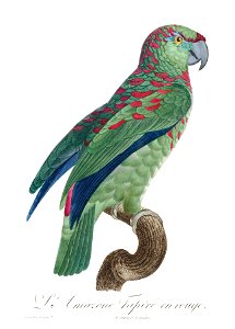 Levaillant Parrot 88
