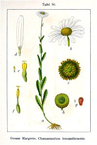 Leucanthemum vulgare Sturm13050