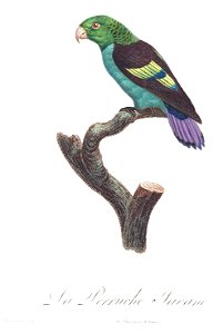 Levaillant Parrot 69