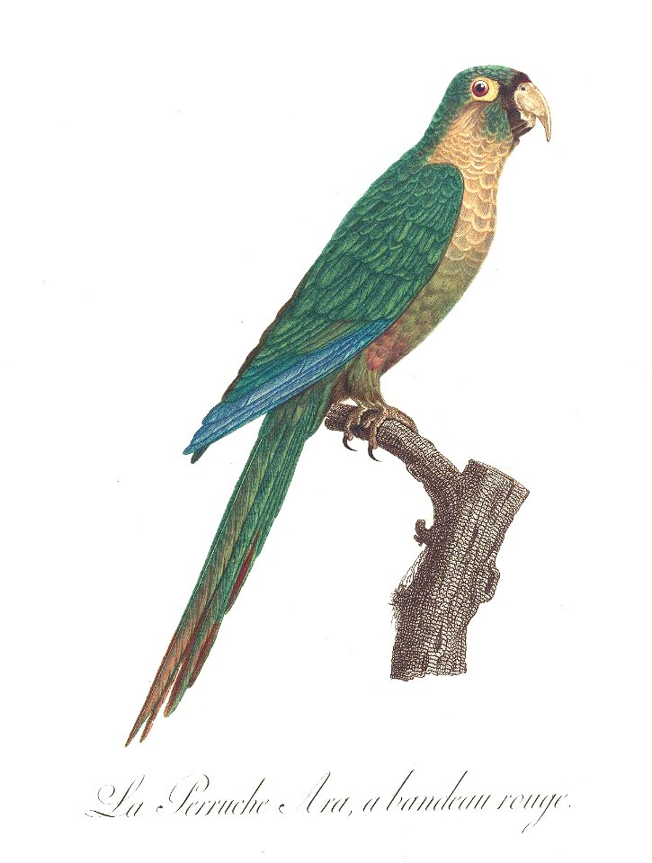 Levaillant Parrot 17