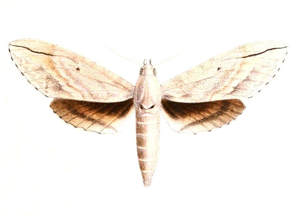 Leucomonia bethia 1894