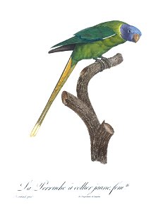 Levaillant Parrot 76