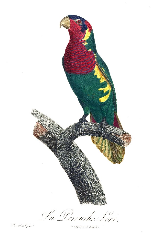 Levaillant Parrot 52