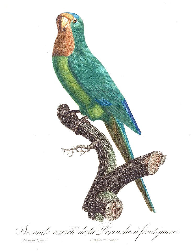 Levaillant Parrot 37