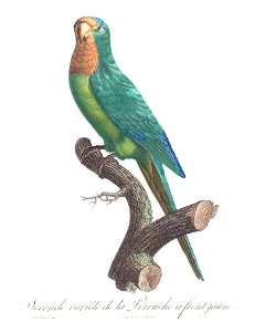 Levaillant Parrot 37