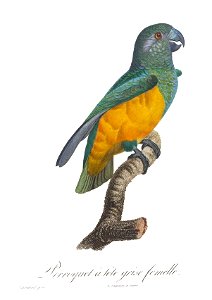 Levaillant Parrot 117