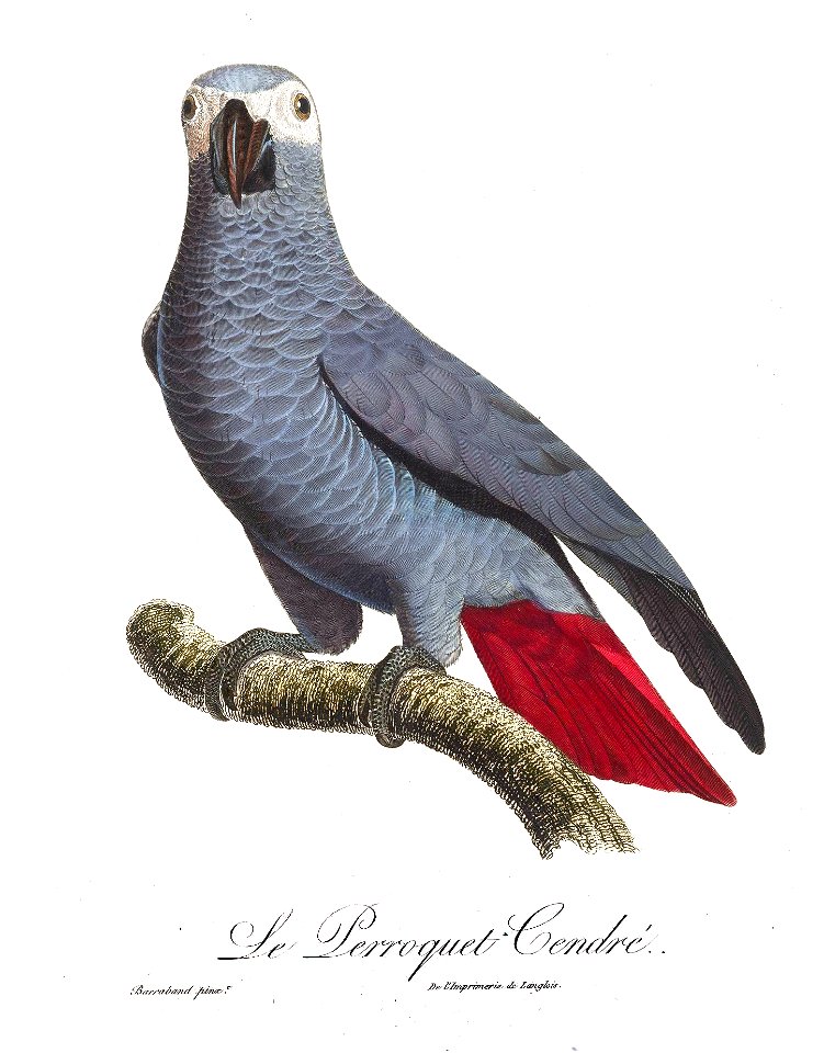 Levaillant Parrot 99