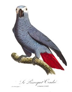 Levaillant Parrot 99