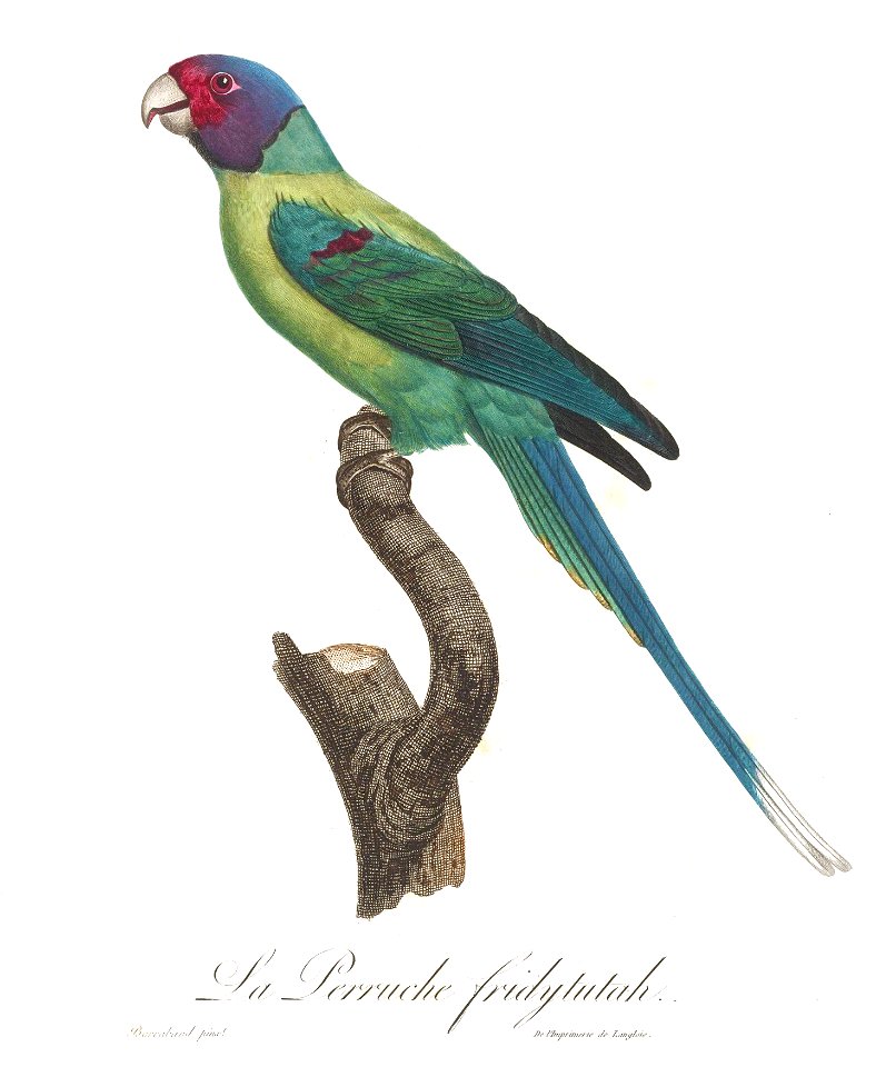 Levaillant Parrot 74