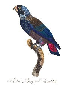 Levaillant Parrot 115
