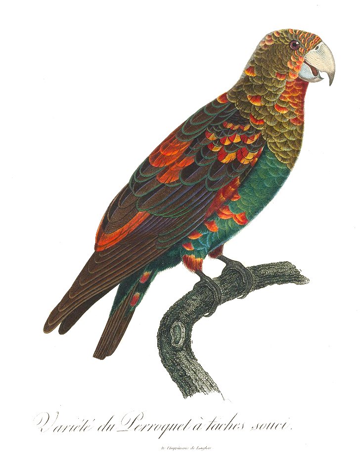 Levaillant Parrot 131