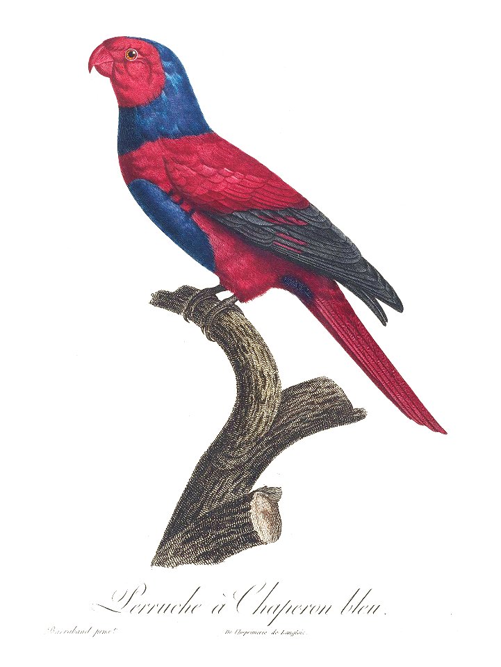 Levaillant Parrot 54