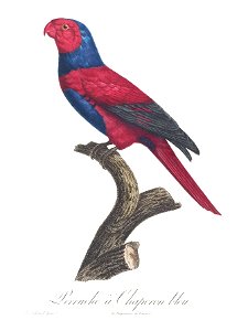 Levaillant Parrot 54