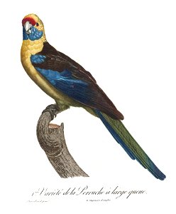Levaillant Parrot 80
