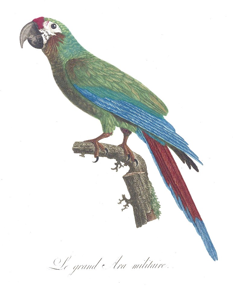 Levaillant Parrot 6