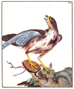 Lewin-2 - Buzzard - 1789
