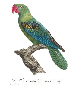 Levaillant Parrot 83