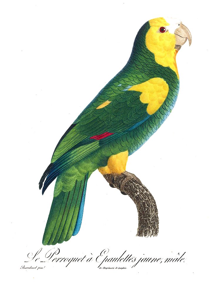 Levaillant Parrot 98a