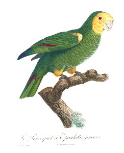 Levaillant Parrot 98