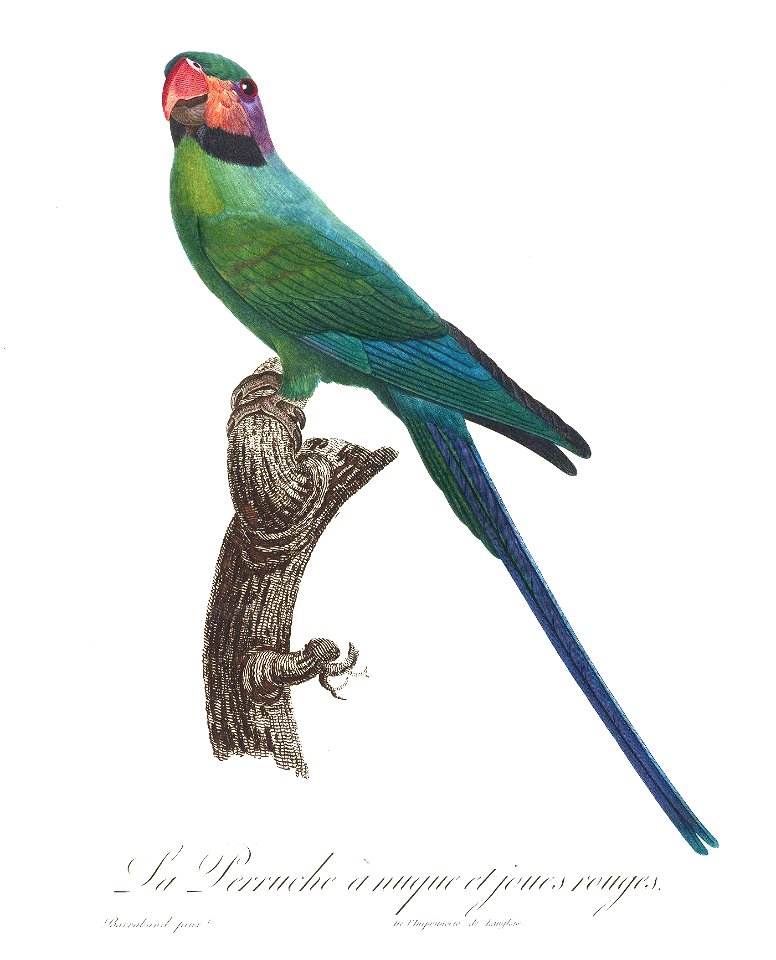 Levaillant Parrot 72