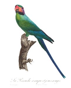 Levaillant Parrot 72