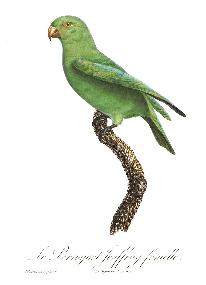 Levaillant Parrot 113