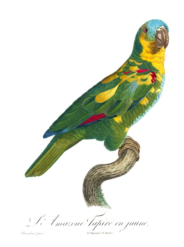 Levaillant Parrot 89