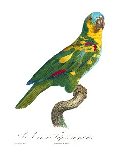 Levaillant Parrot 89