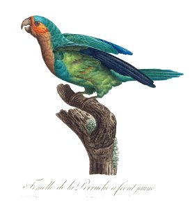 Levaillant Parrot 35