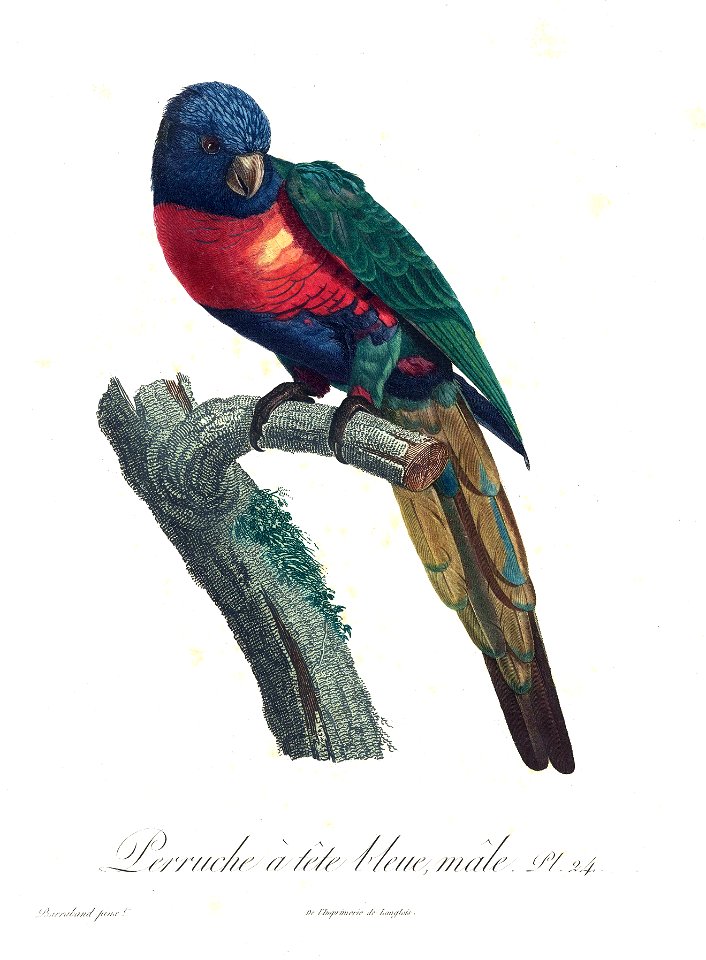 Levaillant Parrot 24