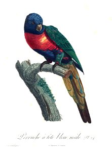Levaillant Parrot 24