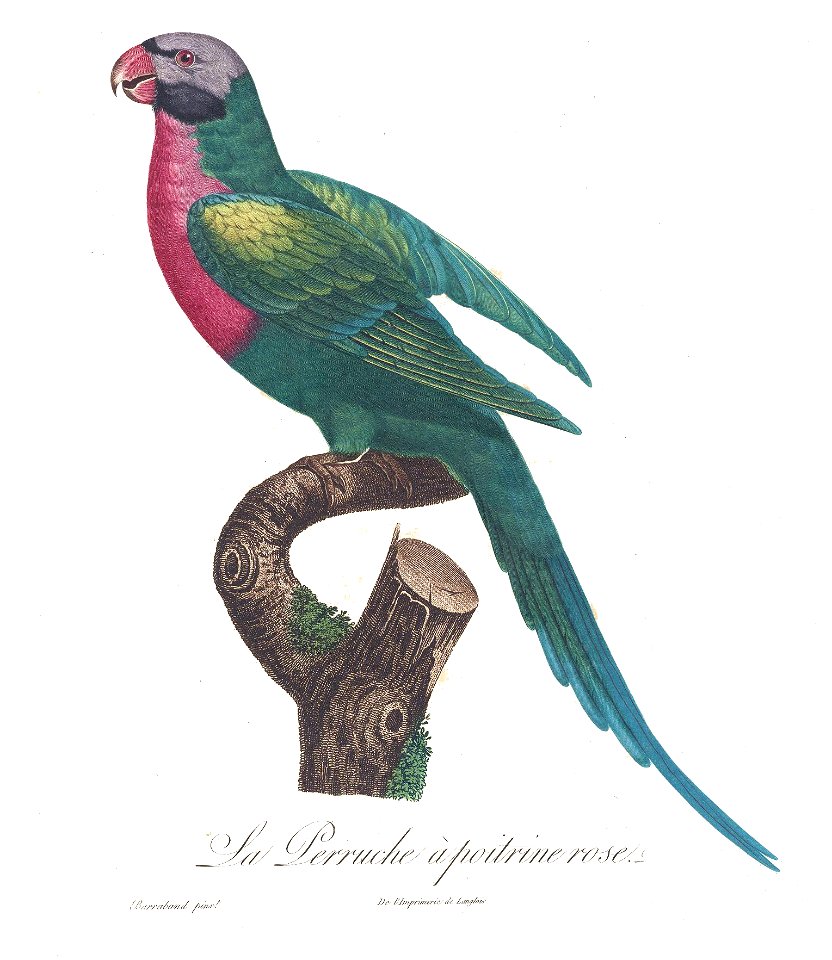 Levaillant Parrot 31