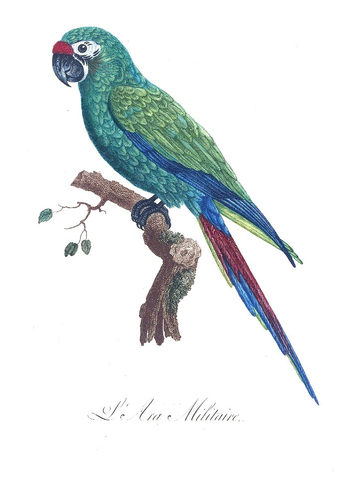 Levaillant Parrot 4