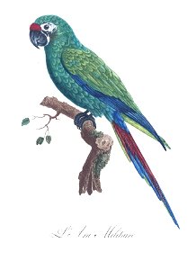 Levaillant Parrot 4
