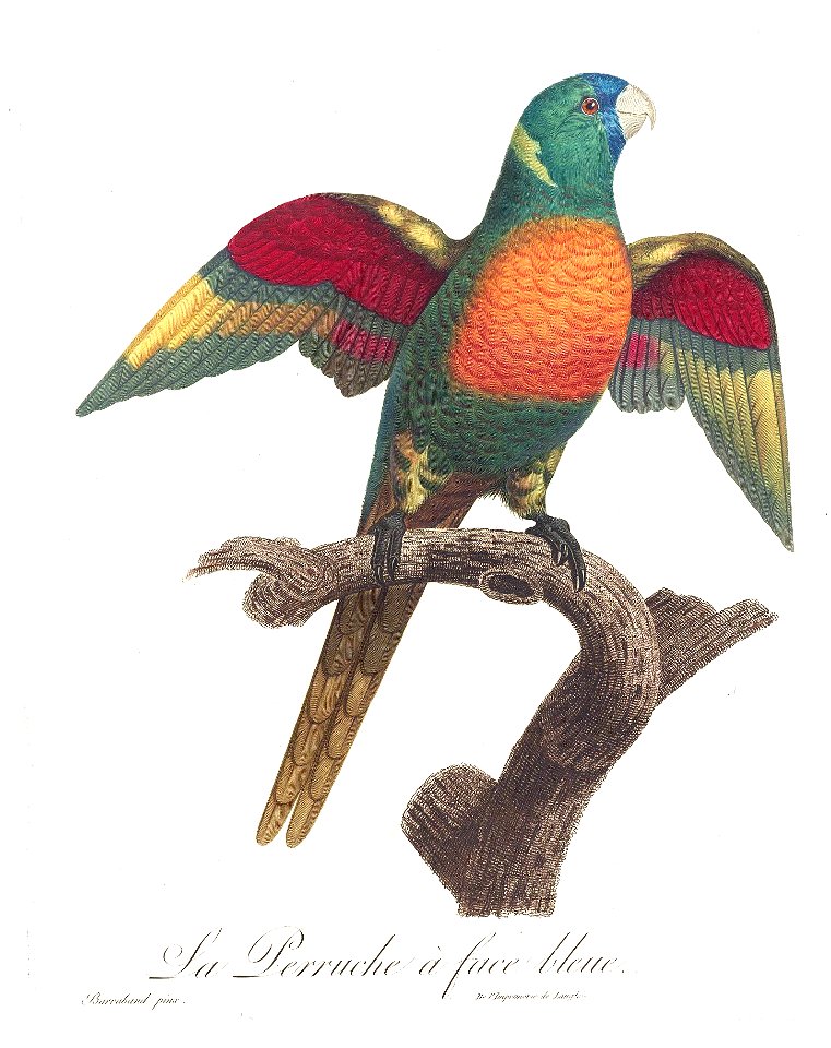 Levaillant Parrot 47