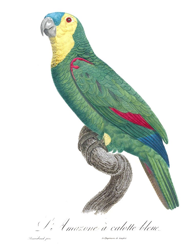 Levaillant Parrot 87