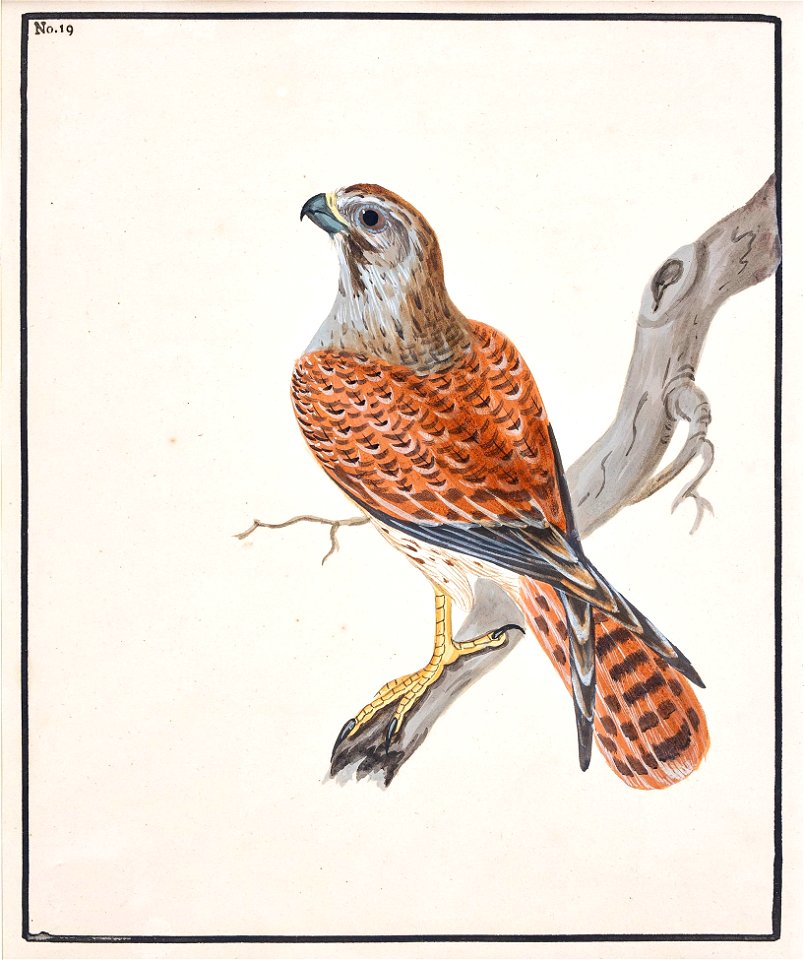 Lewin-8 - Kestrel - 1789