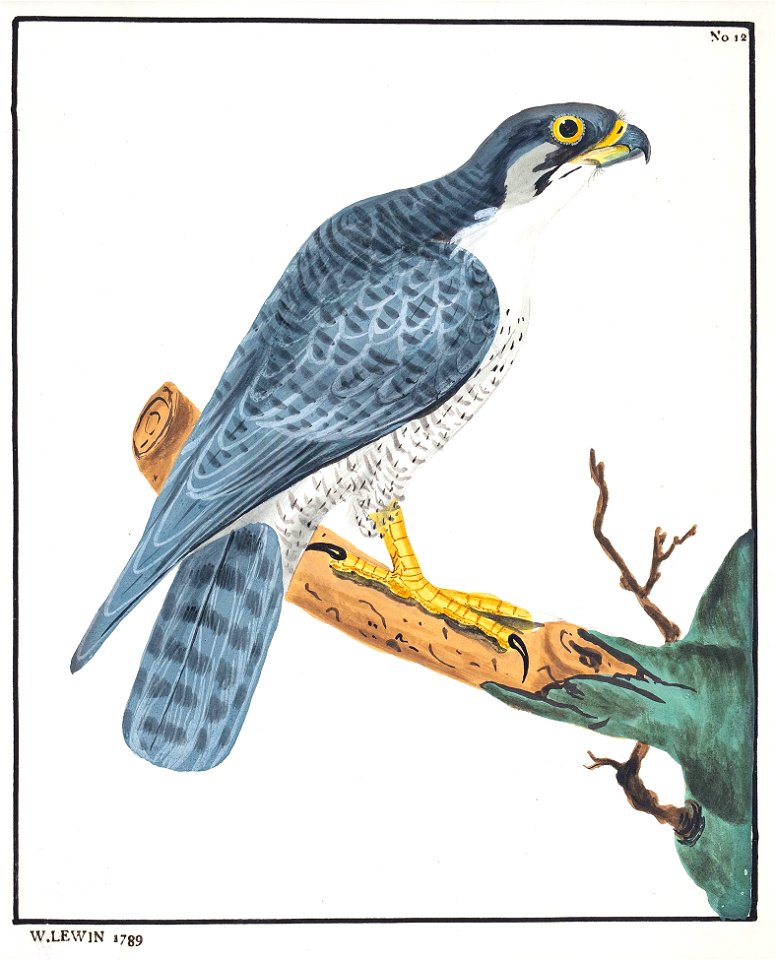 Lewin-4 - Peregrine Falcon - 1789