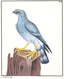 Lewin-6 - Hen Harrier - 1789