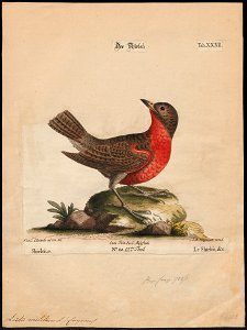 Leïstes militaris - 1700-1880 - Print - Iconographia Zoologica - Special Collections University of Amsterdam - UBA01 IZ15800263