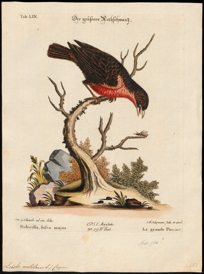 Leïstes militaris - 1700-1880 - Print - Iconographia Zoologica - Special Collections University of Amsterdam - UBA01 IZ15800265