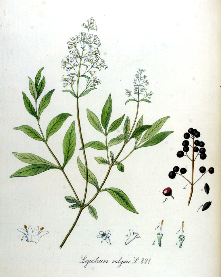 Ligustrum vulgare — Flora Batava — Volume v11