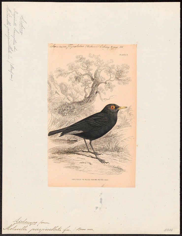 Lichenops perspicillata - 1838 - Print - Iconographia Zoologica - Special Collections University of Amsterdam - UBA01 IZ16500241