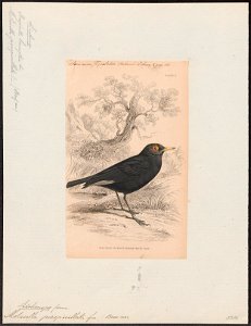 Lichenops perspicillata - 1838 - Print - Iconographia Zoologica - Special Collections University of Amsterdam - UBA01 IZ16500241