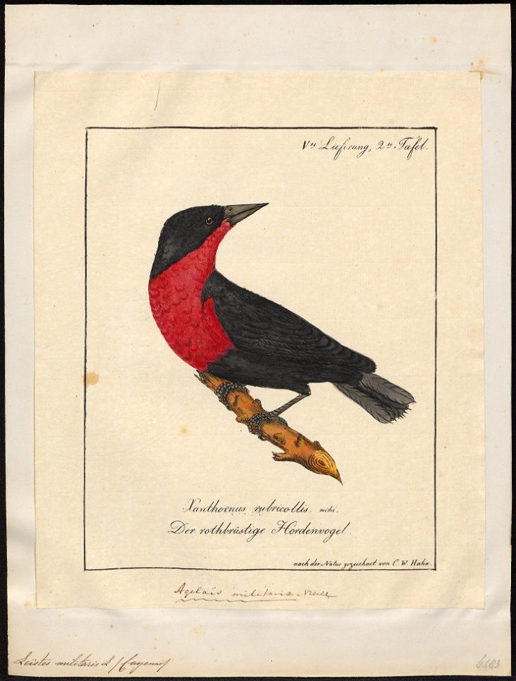 Leïstes militaris - 1700-1880 - Print - Iconographia Zoologica - Special Collections University of Amsterdam - UBA01 IZ15800257